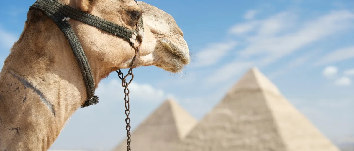 Kamel vor Pyramide als Symbol für verbesserte pyramidale Kommunikation nach einem Impulsvortrag zur pyramidalen Kommunikation