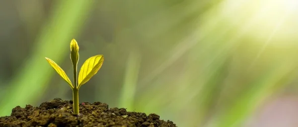 Eine wachsende Pflanze steht für die Verantwortung zur Nachhaltigkeit, die in Form von Corporate Social Responsibility auch in Firmen gelebt werden sollte