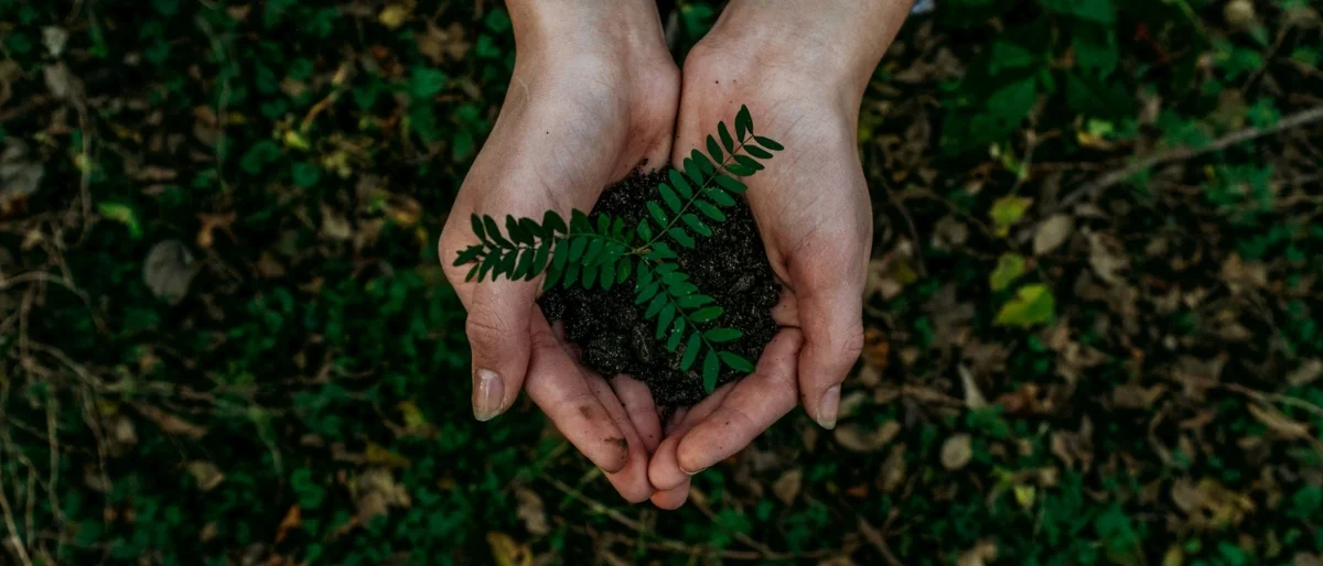 Pflanze mit Erde in zwei Händen, die dabei ist, sich zu entwickeln und entfalten als Symbol für die Entwicklung von Persönlichkeit und Potenzial bei Mitarbeitenden.