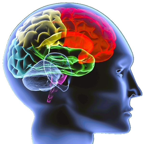Kopf mit Gehirnzentren: Carpe verba bietet Ihnen State-of-the Art-Persönlichkeitsdiagnostik